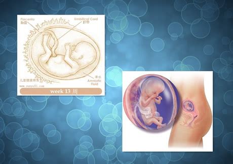 【怀孕13周】怀孕13周胎儿图,怀孕十三周胎儿发育标准-昕薇网