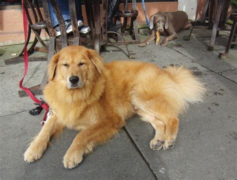 Bernese Mountain Dog Mix With Golden Retriever