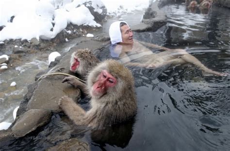 日本被猴子霸占的温泉，一到下雪天，世界游客排队来看猴子洗澡_长野