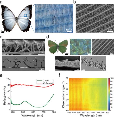 Morpho Problem 的图像结果
