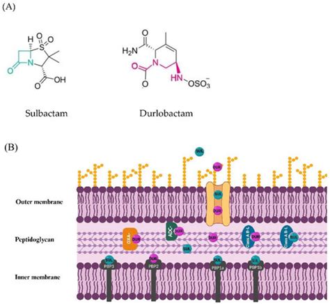 Antibiotics | Special Issue : Molecular Characterization of Gram ...