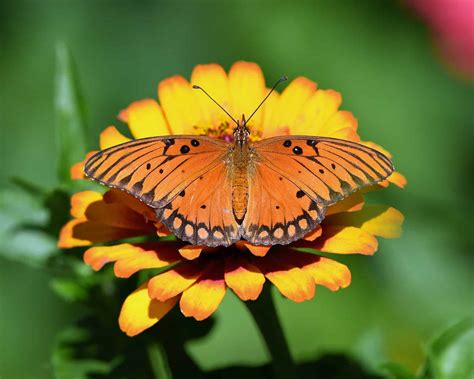12 Types of Orange Butterflies with Pictures and Identification Guide ...