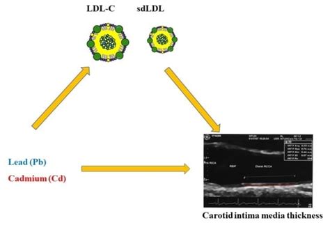 Association of Urinary Lead and Cadmium Levels, and Serum Lipids with ...