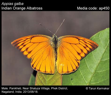 Appias galba (Wallace, 1867) - Indian Orange Albatross | Butterfly