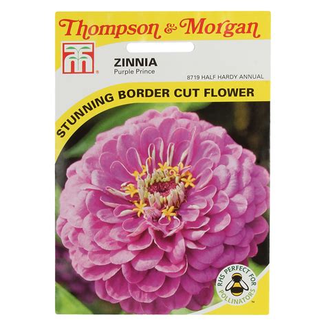 Thompson and Morgan Zinnia Purple Prince Seeds : Amazon.in: Garden ...