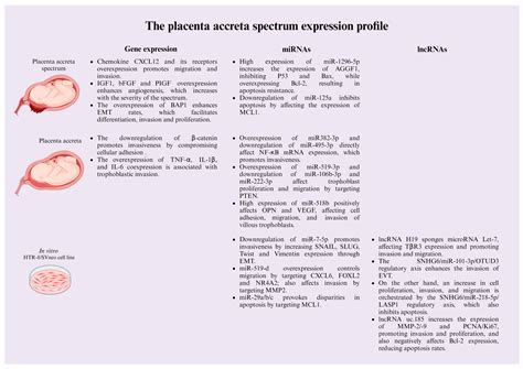 The Underlying Molecular Mechanisms of the Placenta Accreta Spectrum: A Narrative Review