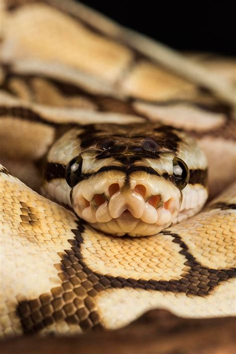 Image result for Beautiful Ball Python