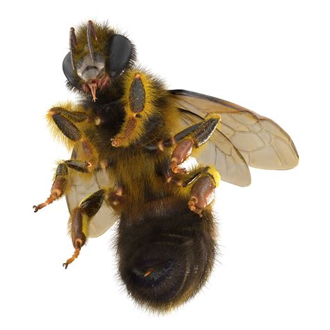 3D model Bee Pose 3 | 3D Molier International