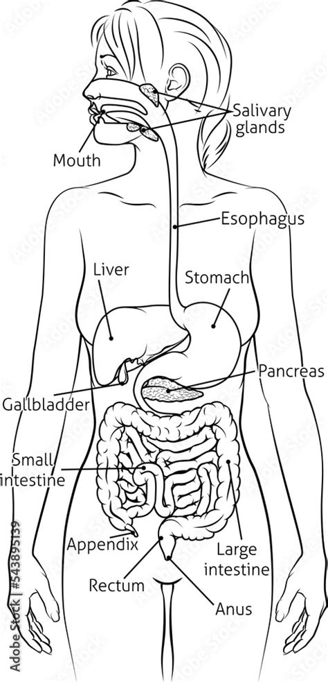 Digestive System Woman 的图像结果
