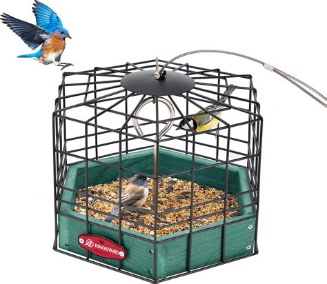 Amazon.com : Kingsyard Bluebird Feeders for Outdoors Hanging, All Metal ...