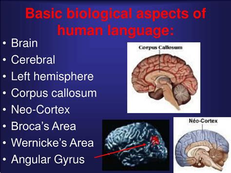 Image result for Proto-Human Language