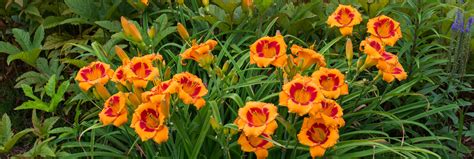 Garden Judges Home Page - American Hemerocallis Society
