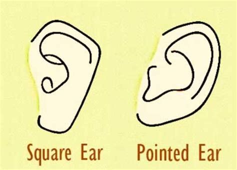 Personality Test: Your Ear Shape Reveals Your Hidden Personality Traits