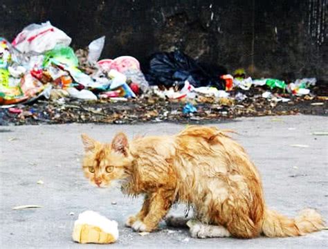 10年为2000多只流浪猫做绝育｜一位女性救助者的自述_腾讯新闻