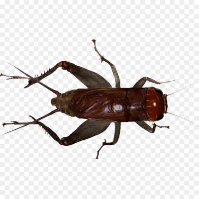 Insect Transparent Background YJU0KDML - Pngsource