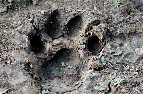 Hyena Killed by Lion 的图像结果