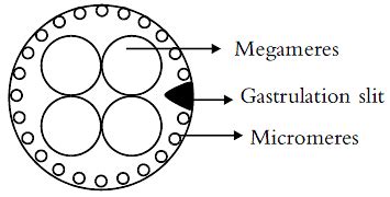 General Properties of Embryonic Development - Additional Study Material ...