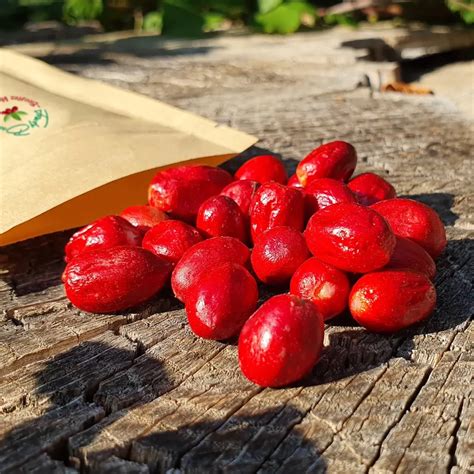 Achat Fruit Miracle Bio, Miraculine : Recettes, avis ...