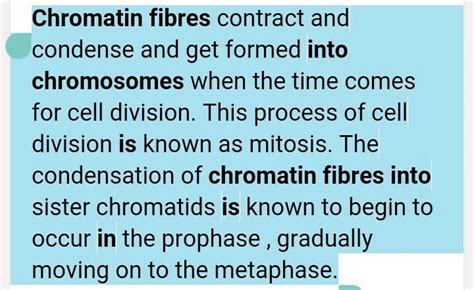 why do chromatin fibres organise themselves into chromosomes - Brainly.in