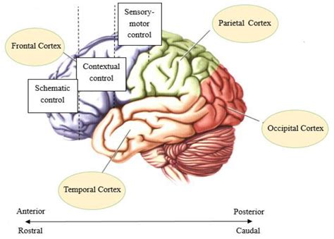 Image result for Brain Prefrontal Cortex