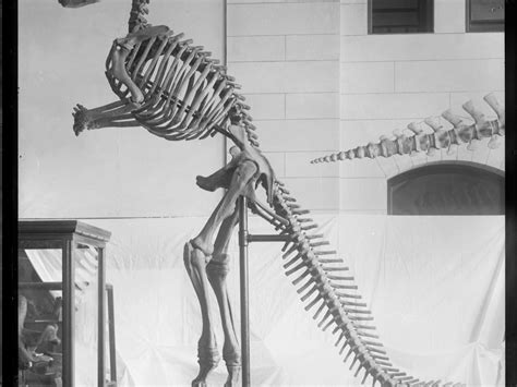 Image result for Rarest Fossils