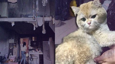 Cute Cat Sets House On Fire, Causing Damages Worth 11 Lakhs; Here's ...