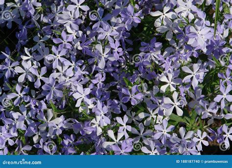A Close Up of Pale Bluish-purple Flowers of Spreading Phlox (Phlox ...