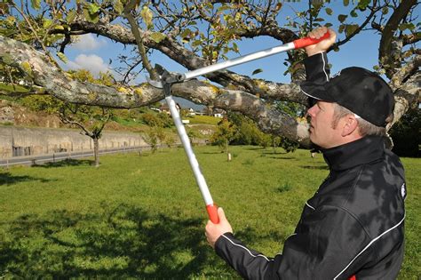 Buy FELCO F231 231, Two-Handed, Lever-Action, Long Reach Lopper, Anvil ...