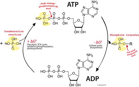 Images of ATP - JapaneseClass.jp