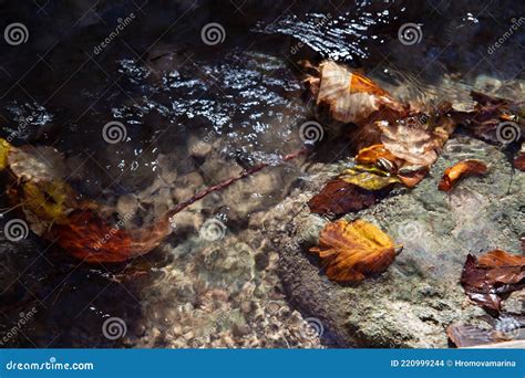 Autumn Leaves Float in a Mountain Stream Stock Photo - Image of cascade ...
