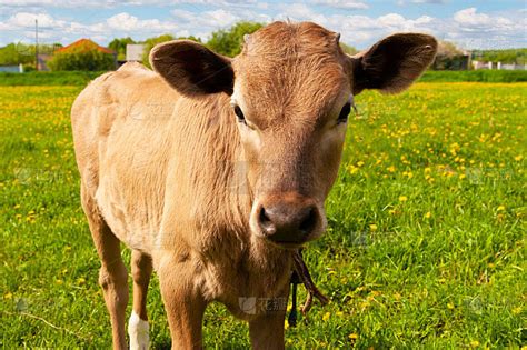 牵着皮带在草地上吃草的小牛犊高清图片下载-正版图片506174283-摄图网