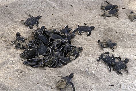Loggerhead Turtle Predators 的图像结果