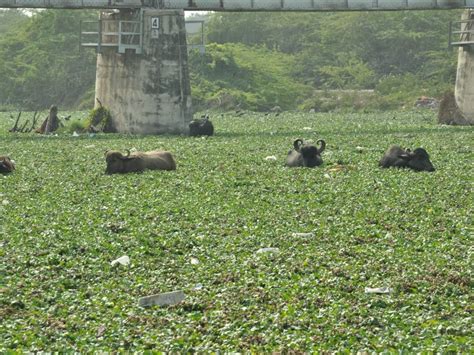 Illegal encroachment in Rangamati river of Gandhinagar area in Jamnagar ...