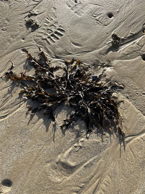 Gardens of France: Seaside Plants of St. Malo - Dyck Arboretum