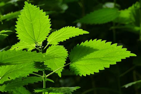 Benefits Of Nettle