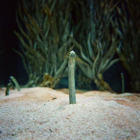 Does A Fish Have A Neck at Joe Elliot blog