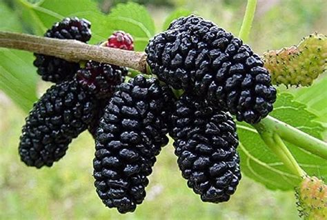 Big Planter Shahtoot Fruit Live Plant - Grafted/Cutting - Thriving ...