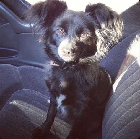 Black Papillon Dog Kontinentaler Zwergspaniel | Royal Canin DE