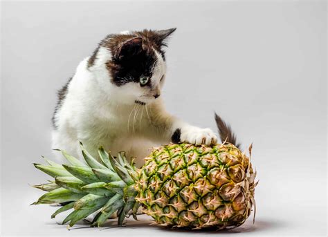 Can Cats Eat Pineapple? Know Its Pros & Cons + 3 Best Recipes!
