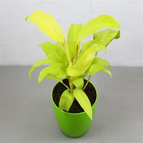Philodendron Lemon Lime | Ceylon Golden - Plant – Lalit Enterprise