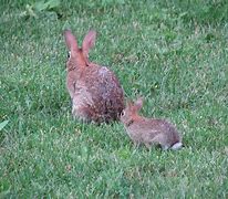 Image result for Baby Rabbits and Mother