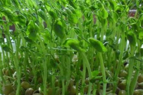 植物发芽图片-豆类植物发芽素材-高清图片-摄影照片-寻图免费打包下载