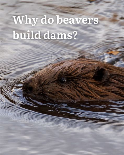 Everything you wanted to know about why beavers build dams! 🦫 Beavers ...