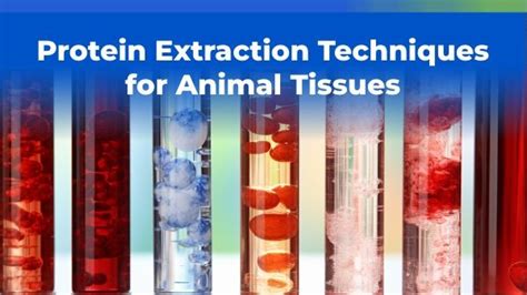 Image result for Protein Extraction Process
