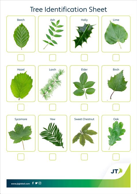 Image result for Tree Identification Guide With