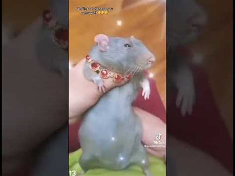 Image result for Rat Dancing Meme Tutorial