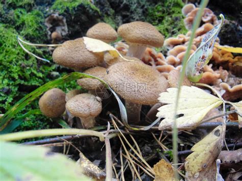 俄罗斯红杨蘑菇蘑菇三株 库存照片. 图片 包括有 森林地, 红色, 真菌, 蘑菇, 森林, 俄国, 白杨木 - 238558172