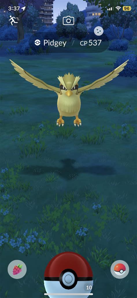 Shiny Pidgey : r/pokemongobrag
