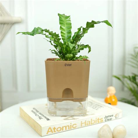 Aquaflow Self Watering Pot