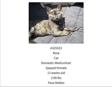 SLO County reduces adoption fees to help Gifford Fire pets | San Luis ...